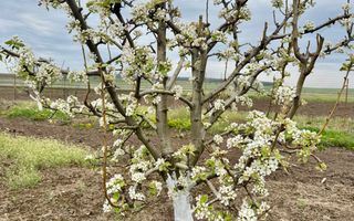 Livada+gradina, teren intravilan 2902mp, Damienesti-Bacau, comision 0 - Poză 5