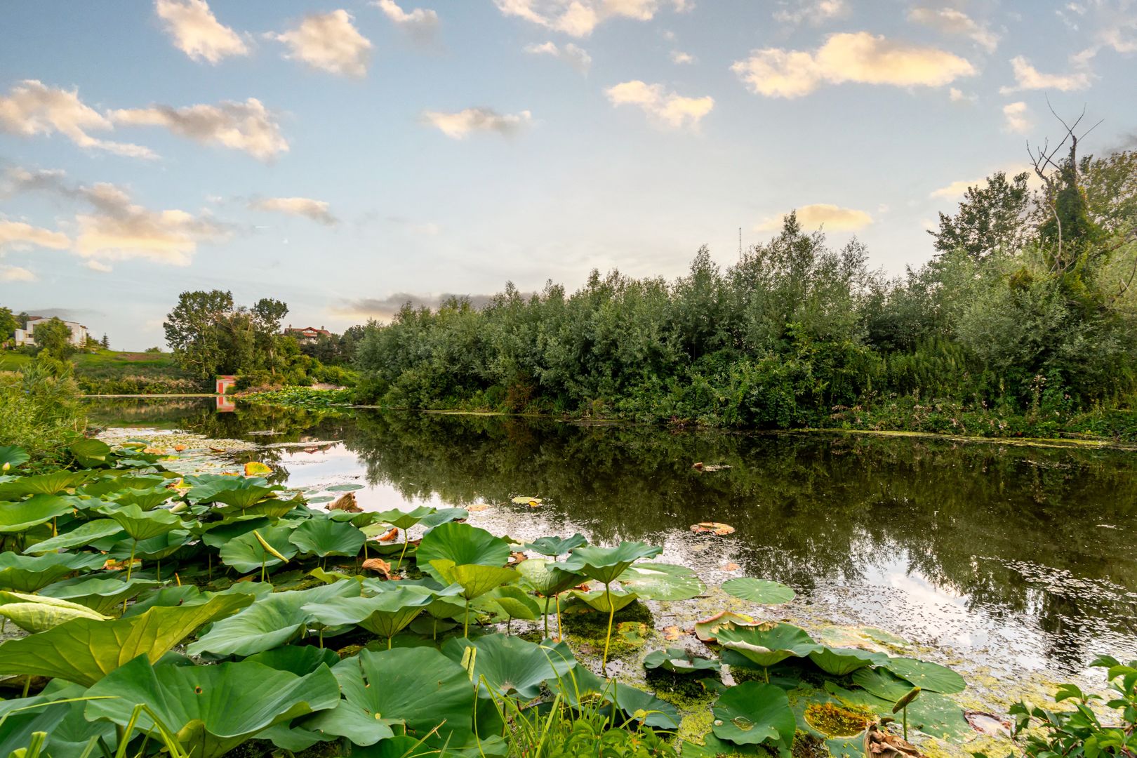 Teren Lacul Snagov 1.976 mp | 19,18 m front la lac | Vilă P+1 | 0% com - Poză 2