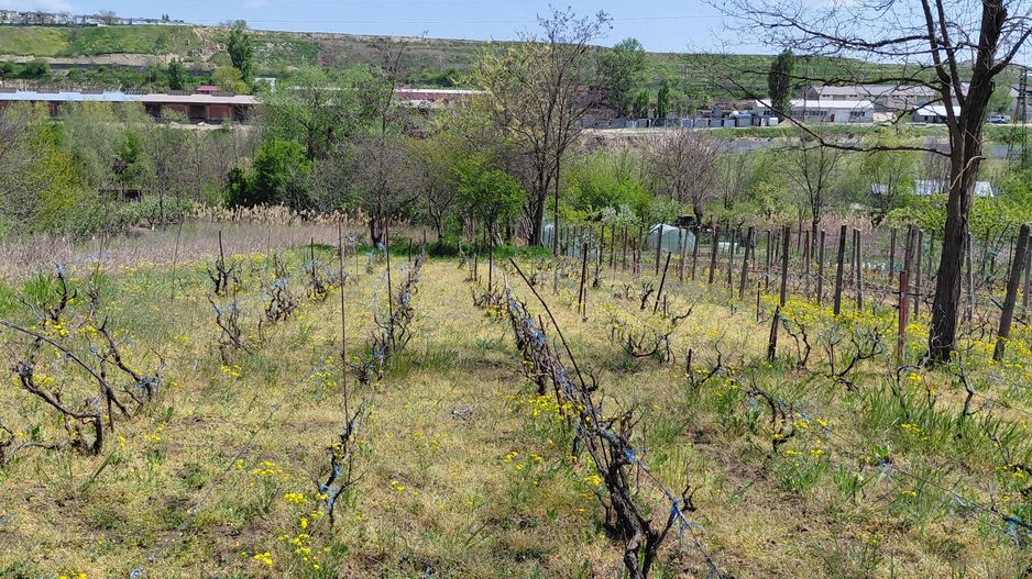 Teren intravilan 3.250 mp în Filești – Ideal pentru casă sau investiție! - Poză 10