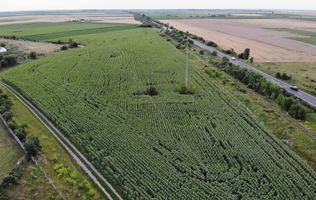 Vand Teren Extravilan Becicherecu Mic(zona industriala) 18.000mp,Utilitati