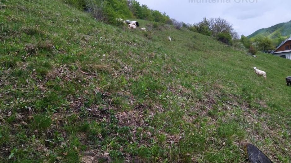 NAMAESTI - Valea Mare Pravat, 7000 mp. teren intravilan, ideal locuinta - Poză 8