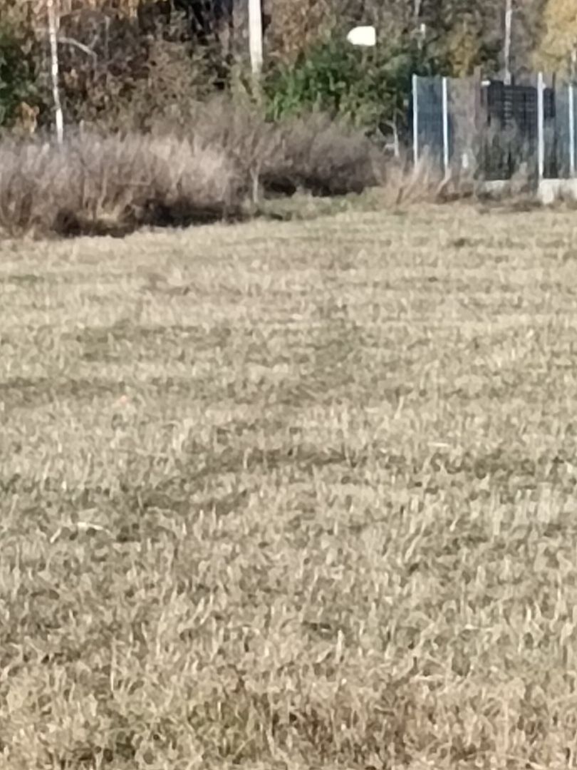 Teren langa Padure Dragomirna 40 Ari ISuceava/Dragomirna I 63.000Euro - Poză 4