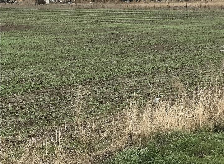 CORBU spre plaja Corbu, teren intravilan 965 mp. ideal constructii - Poză 15