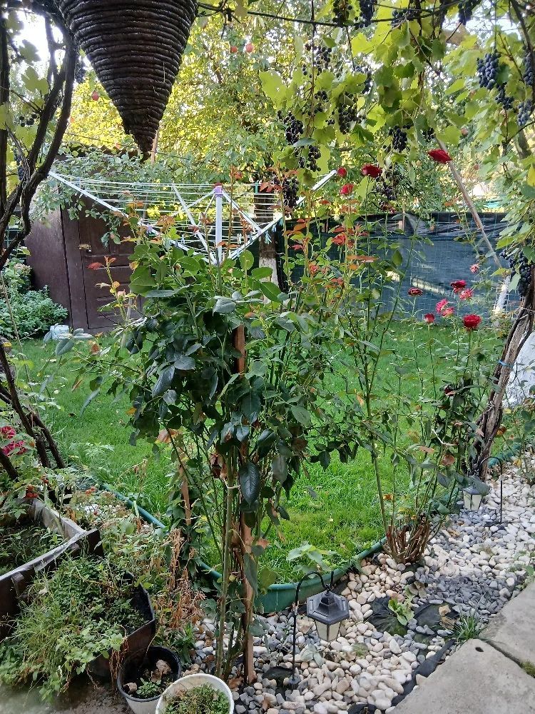 🏡 CASĂ SPAȚIOASĂ CU 5 CAMERE, CURTE ȘI TEREN - Poză 5