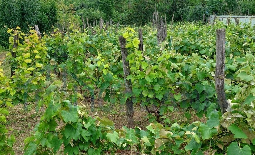 Casă de vânzare, 2 camere, Hilița, Costuleni - Poză 4