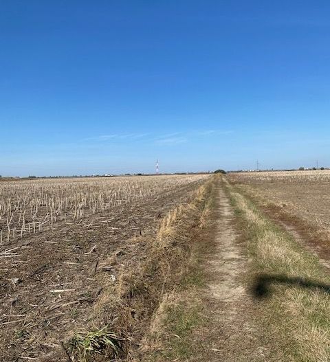 Teren agricol în Zona Sagului - Poză 3