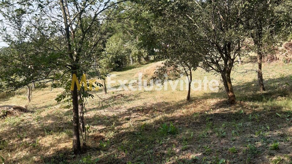 Teren 2240 mp intravilan + casa batraneasca Hintesti-Basangesti - Poză 14