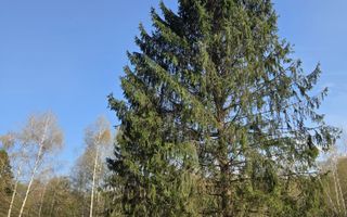 Teren intravilan de vanzare - Vistisoara - Poză 7