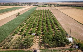 Livadă de nuci altoită și ecologică 2.5ha - Poză 1