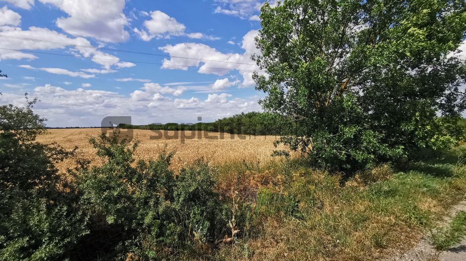 De vânzare teren extravilan, 11,600 mp, Salonta - Poză 6