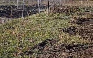 Teren 350 mp I Sura Mare I Certificat de Urbanism I Utilități - Poză 2