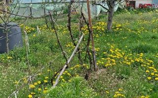 Vanzare casa P+1, anexe, curte, sat Verseni, comuna Miroslovesti, la asfalt - Poză 6