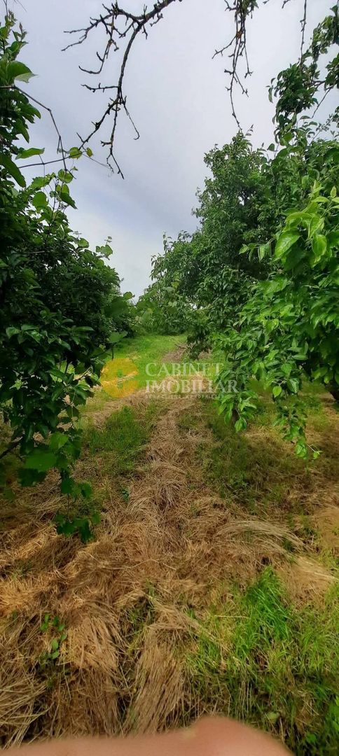🏡 CASĂ BĂTRÂNEASCĂ + 1700 MP  TEREN  LA STRADA PRINCIPALĂ  – TUTORA, IAȘI 🌿 - Poză 3