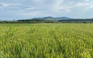 Teren -4.300 mp - Arabil - Chintelnic - Poză 5