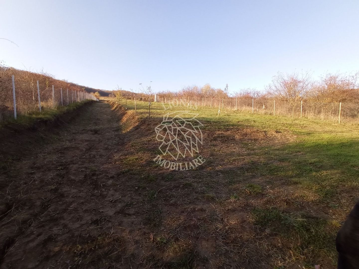 Teren intravilan 2700 mp-ideal case/investitie-Viisoara - Poză 2