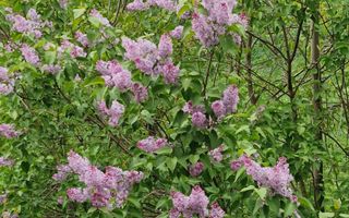 Comision 0 - Apartament în vilă, spațios, priveliște spre cabana Postăvaru - Poză 29