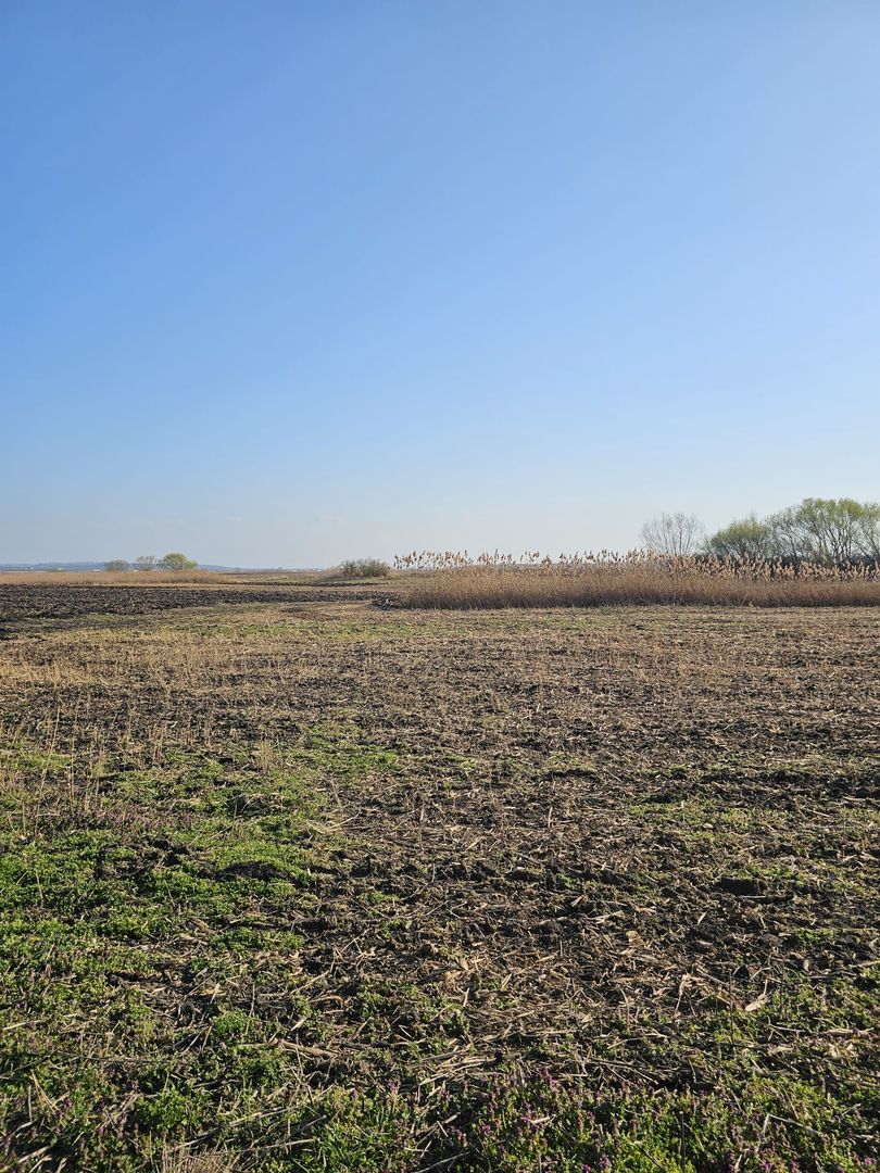 Teren extravilan pentru balastiera Biharia - Poză 4