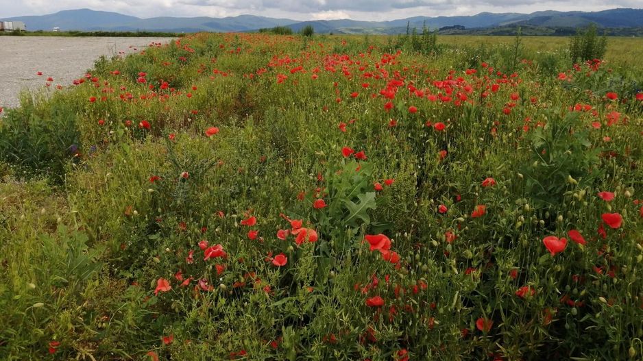 Teren la DN Brașov-Tărlungeni - Poză 7