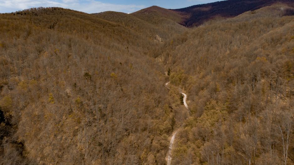 Pădure fag 51 ha în Petriș - Poză 8