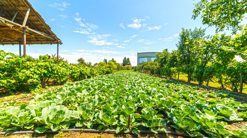 Vândută Casă cu 4 camere Pâncota - Poză 16