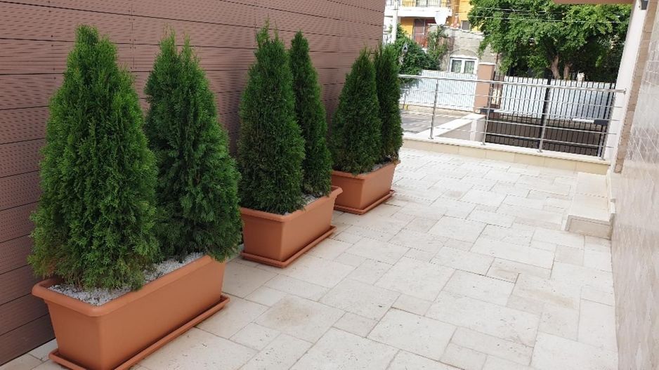 Ion Mihalache (1 Mai)- Ciuperca- Av Popisteanu- Expozitiei- Domenii - Poză 16