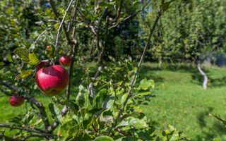 Vila de lux,  de inchiriat! Drumul Poienii! - Poză 41