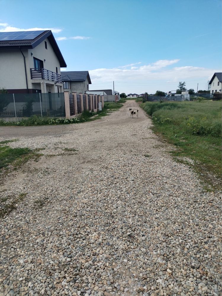 Teren intavilan 450mp in zona Ciorogarla - Poză 7