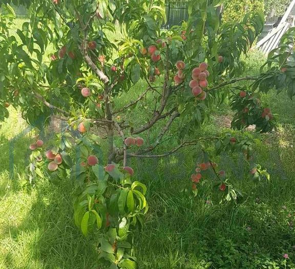 Teren intravilan de vânzare - 6200mp, pădure în apropiere - Poză 12