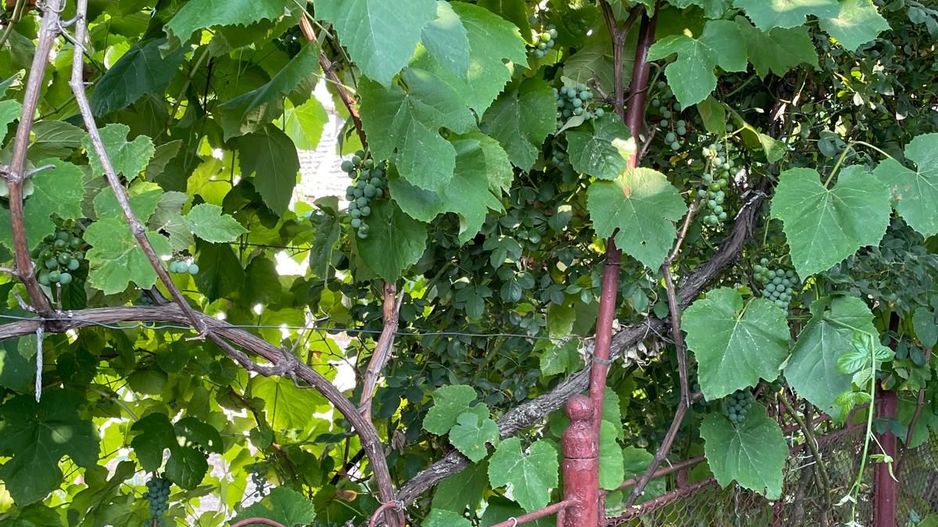 Casa parter 35 km de la Timisoara - Poză 10