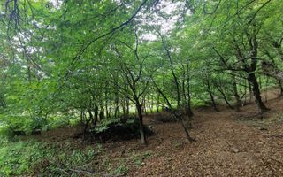 Teren Intravilan de vanzare Bistrita | 795 mp, priveliște panoramică - Poză 14