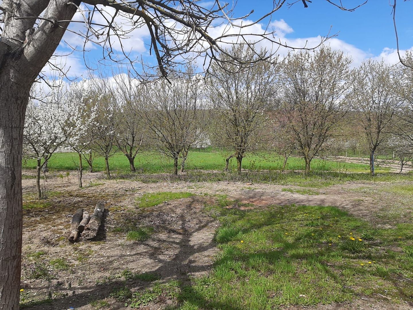 Casă cu teren generos la Bodo - Poză 5