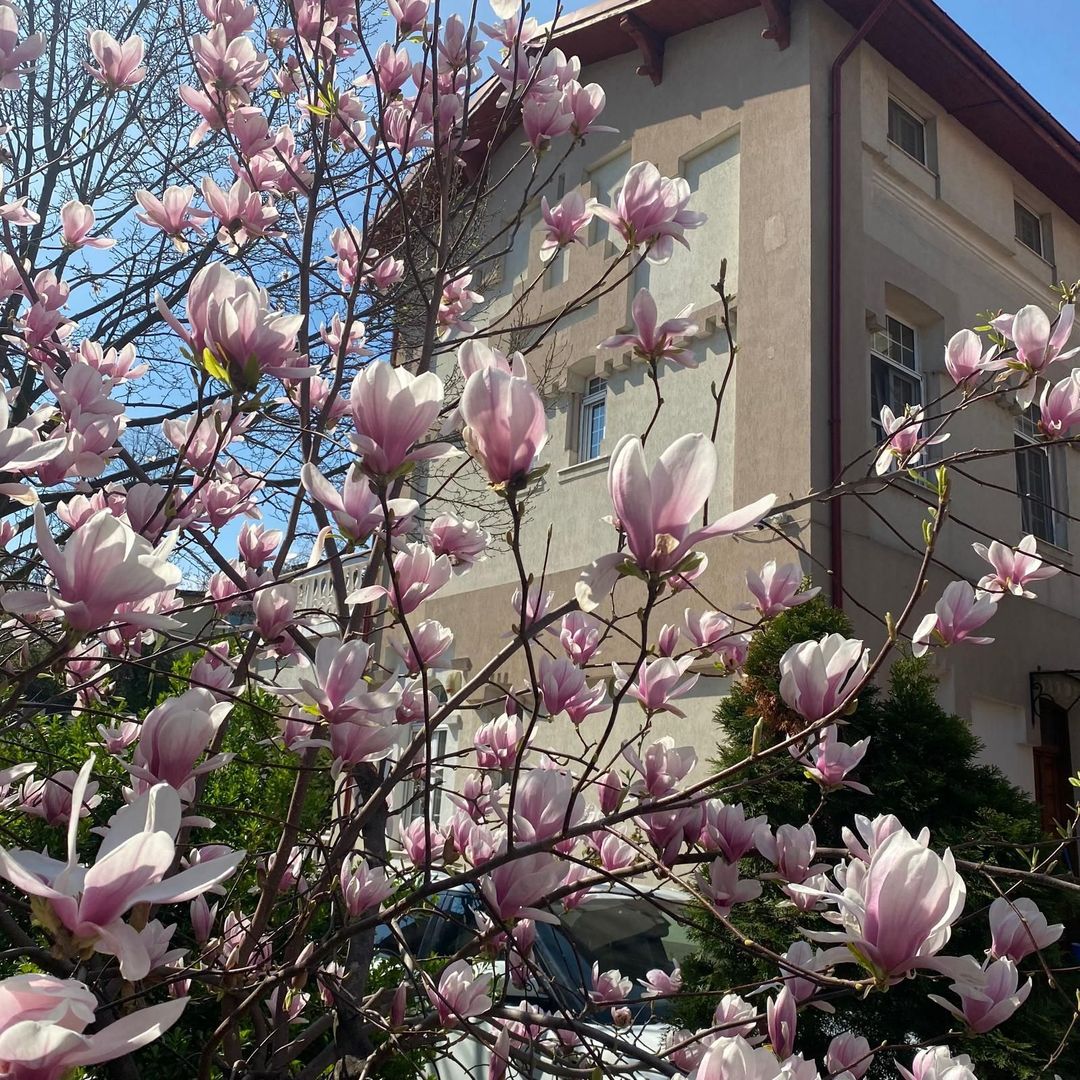 Vilă Lux în Centru Capitalei – Ideală pentru Rezidențial sau Buisness - Poză 1