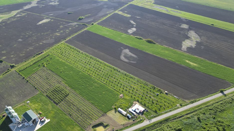 Livadă de nuci și pruni 2.4ha în Variașu Mare - Poză 5