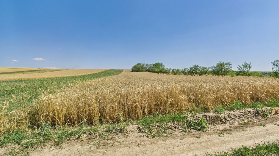 Teren intravilan + extravilan în Remetea Mică - Poză 9