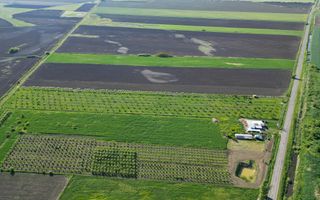 Livadă de nuci și pruni 2.4ha în Variașul Mare - Poză 19