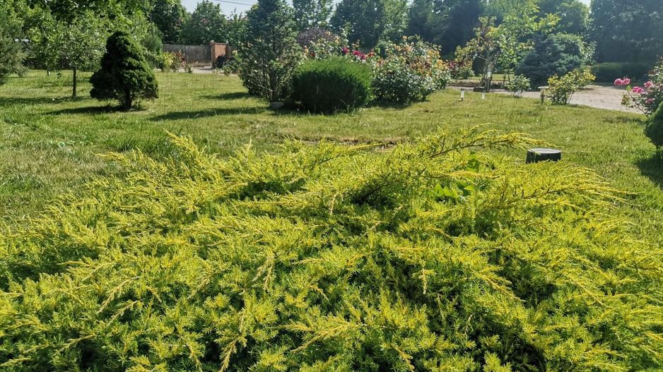 Vilă de lux mobilata/utilata cu terasa+foisor, garaj,gradina si livada - Poză 13