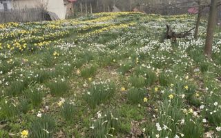 Casa de vanzare – Stefanesti Arges - Poză 17