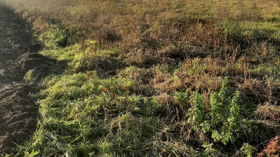 Teren intravilan în Ususău - Poză 2