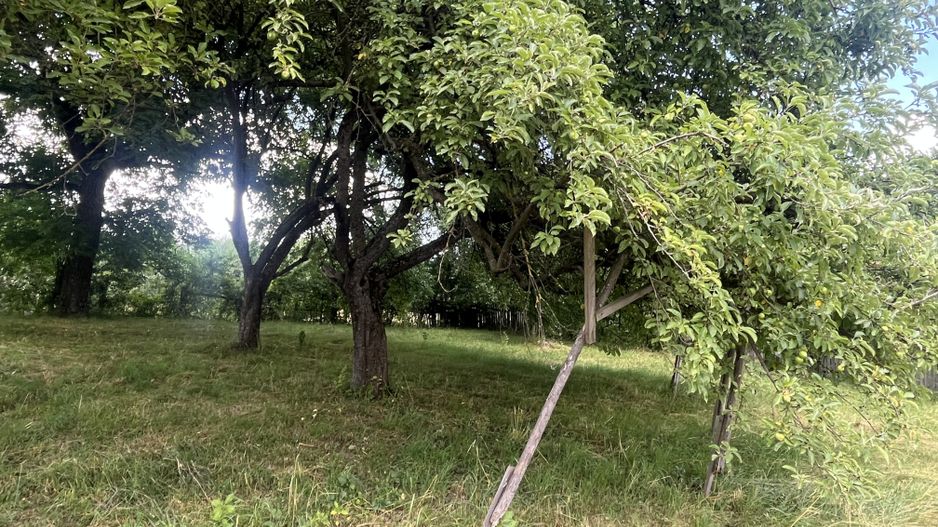 GRADINA BUNICII DE ODINIOARA,DE VANZARE -PAPAUTI,COVASNA. - Poză 10