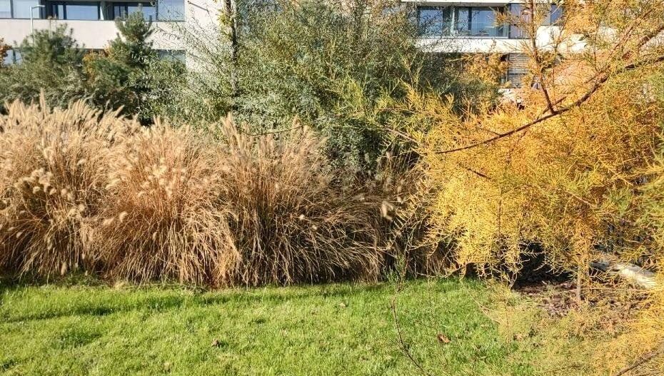 Apartament 3 camere | Vedere libera | Chitila - Poză 15