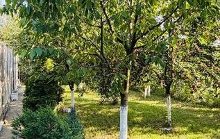 Două Case de Vânzare | Calea Bogdăneștilor |Tramvai în Fața Imobilului - Poză 8