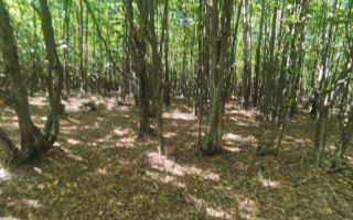 Teren forestier de vânzare, 1 ha, județul Neamț, comunele Rediu Borlești, OS Tazlău - Poză 8