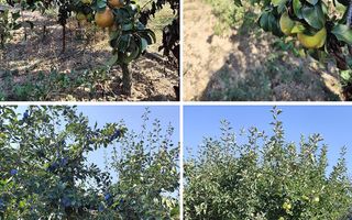 Casa la tara in Sacadat, Bihor, teren 2826 mp, acces auto - Vanzare - Poză 20