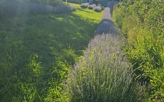 Casă cu teren intravilan de 5000 mp, livadă tânără și vie productivă, în Roșu, comuna Răducăneni, județul Iași - Poză 3