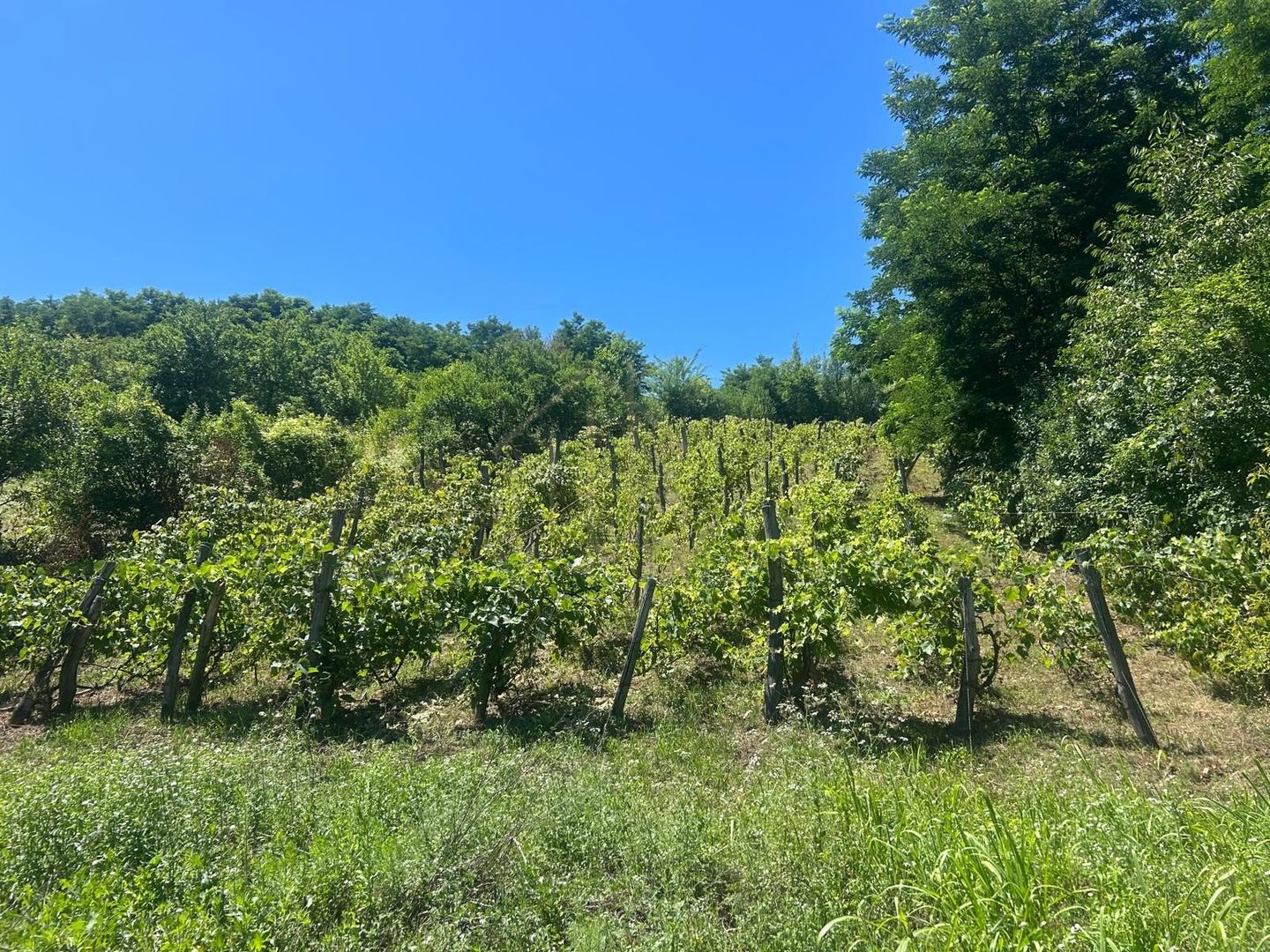 Teren intravilan de vânzare – Andrașești - Poză 3