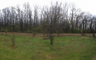 Teren de vânzare 10.028 mp – Mogoșoaia, lângă Pădurea Motoc - Poză 9