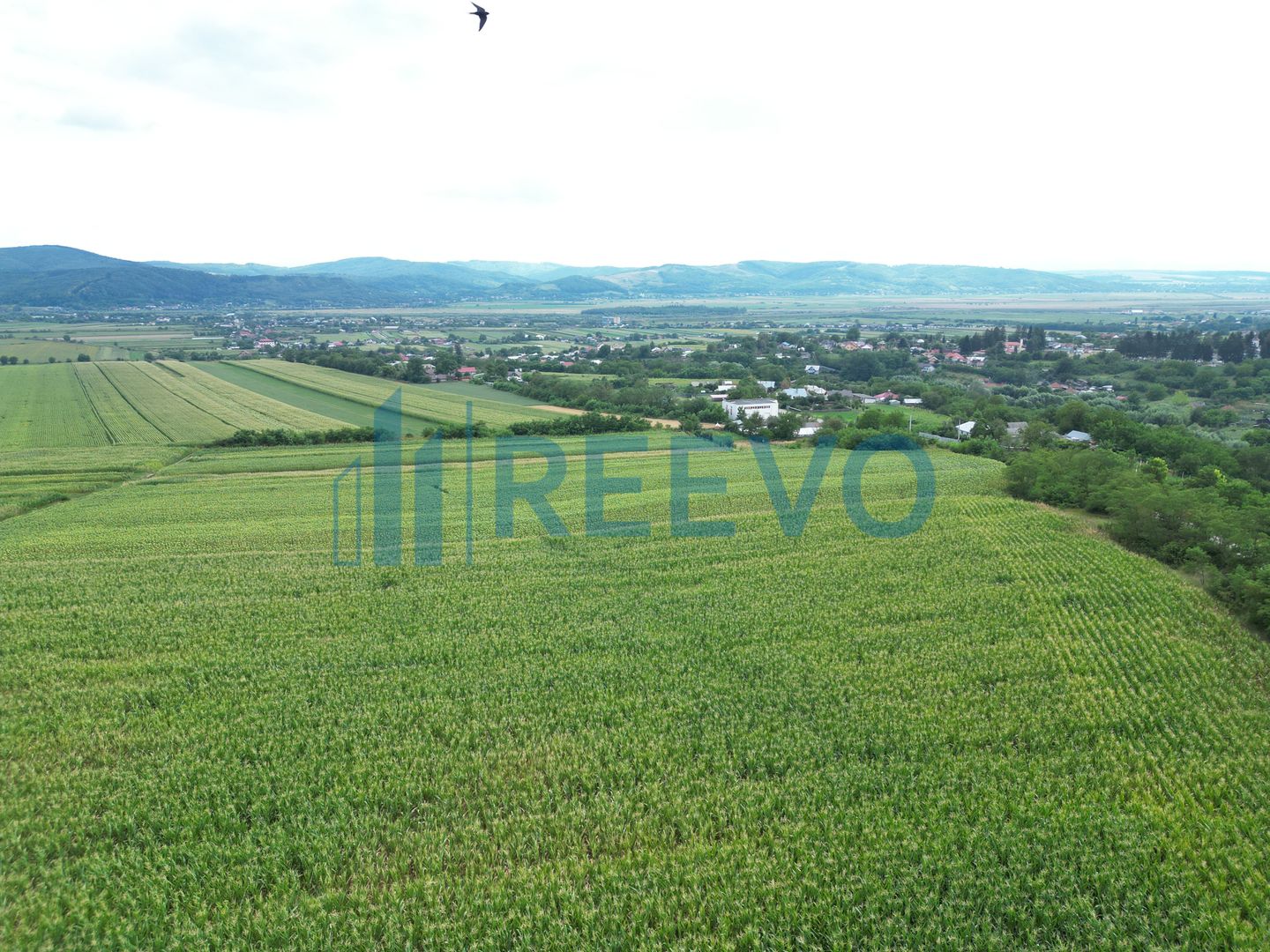 Teren de 3.600 mp Racova - Poză 7