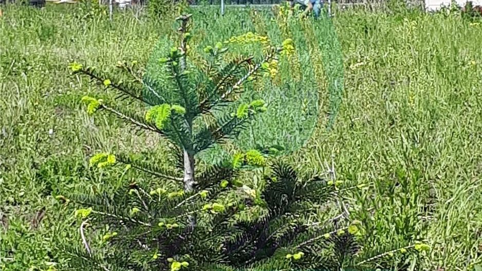 Teren Intravilan Crevedia-Cocani - Academia Titi Aur - Poză 4