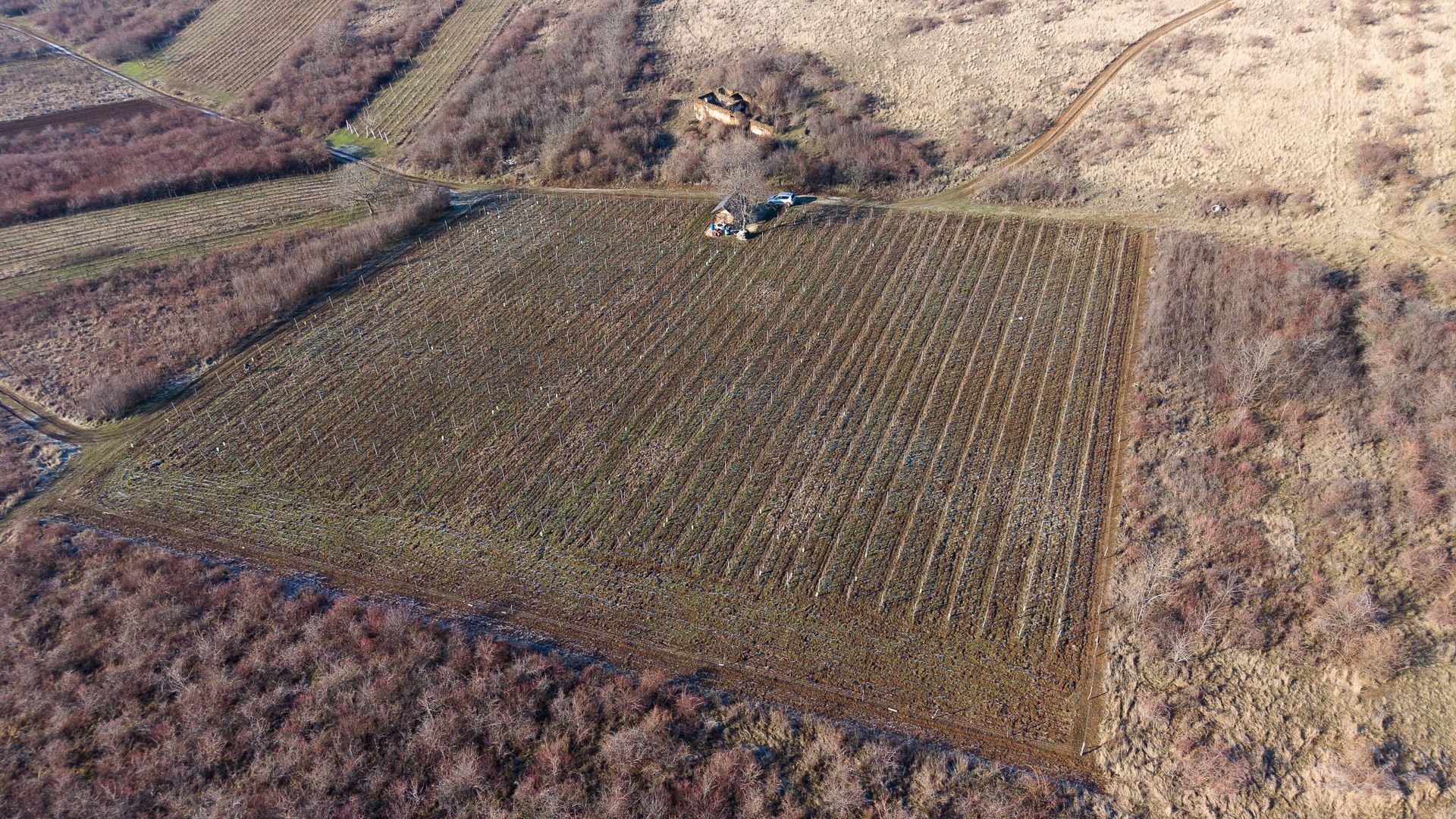 Vita-de-vie Premium  teren de 6800 mp în Covăsinț - Poză 11