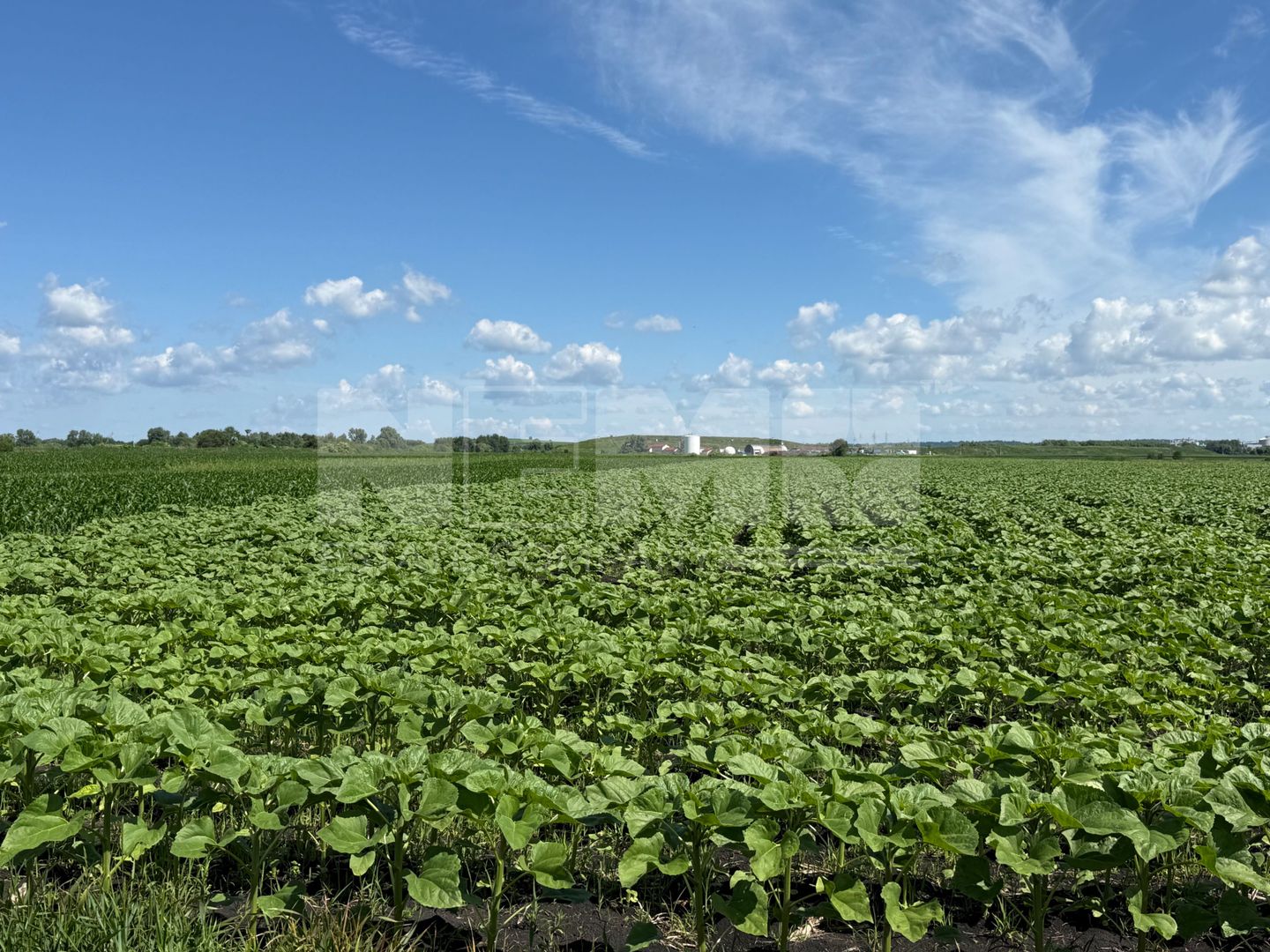 Teren extravilan de vânzare | Rădăuți | 4.000 mp - Poză 4